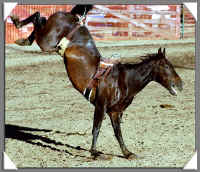 bronco.jpg (71523 bytes)